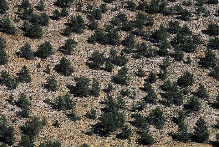Sabinar (Juniperus thurifera) (2)